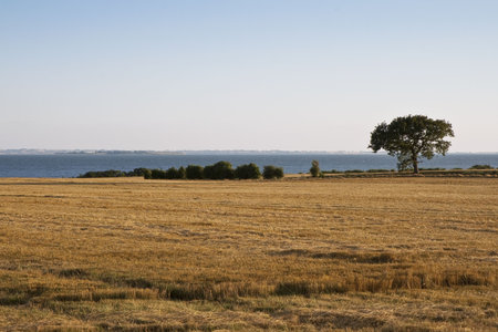 Lonely tree at the coast late afternoon. Can be used as backgroundの写真素材