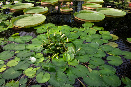 Waterlilies in a pond on a summer dayの写真素材