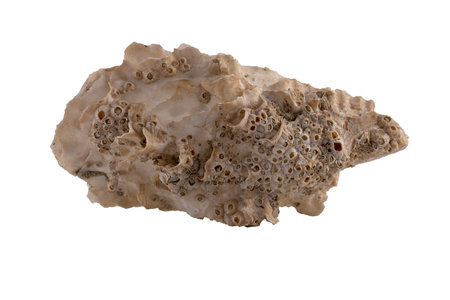 Closeup on an oyster shell with Balanus crenatus "houses" . Isolated on whiteの写真素材