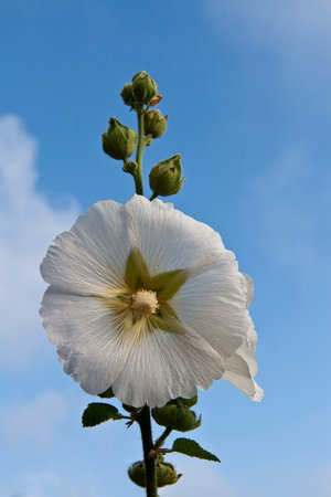 Closeup on white hollyhock against the blue skyの写真素材