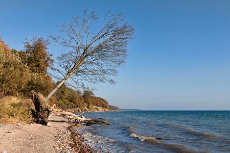 Dead tree on a beach on a clear dayの写真素材