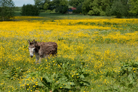 Donkey in a field with buttercupsの写真素材