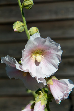 Closeup on a white and pink hollyhock in a garden