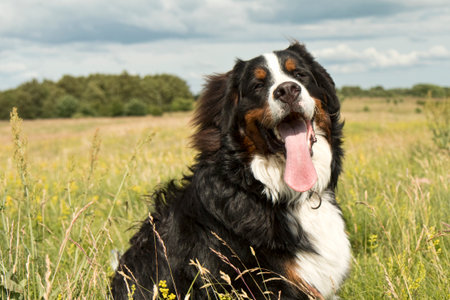 Closeup on berner sennen in the fieldの写真素材