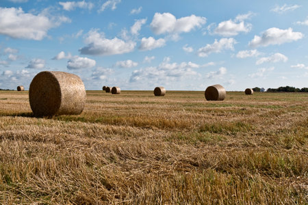 Bales of straw in a corn field