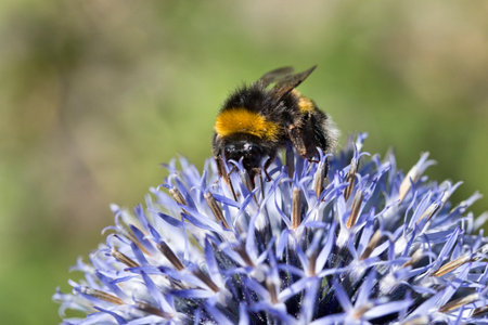 Closeup on a bumblebee on a purple flower. Copy spaceの写真素材