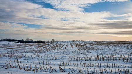 Snow in the fields at sunsetの写真素材