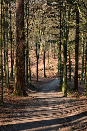 Shadow in a forest at spring