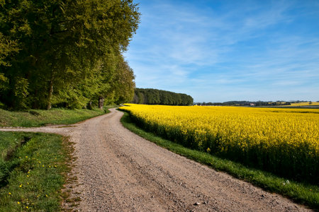 Dirt road at a forest with rapeseed field on one side