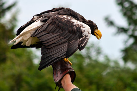White-tailed Eagle on sitting on the hand on the trainerの写真素材