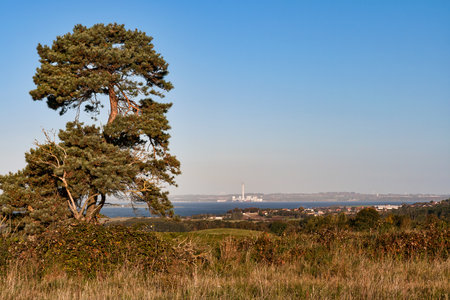 Pine tree on a hill at the inlet at Aarhus, Denmark