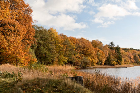 Forest at fall. Shot taken at a lake near Silkeborg, Denmarkの写真素材
