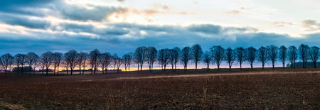 Sunrise behind trees near Odder, Denmark. Panoramaの写真素材