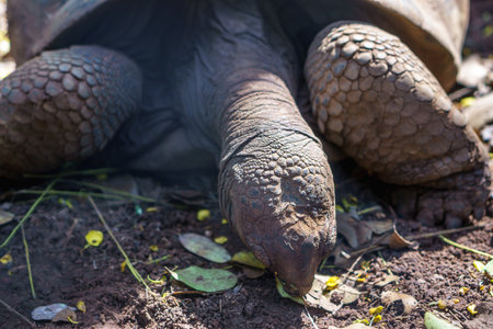 Turtle Skin of big tutle with sunlight in naturaul.の写真素材