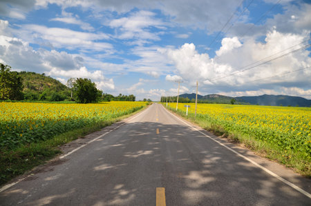 The road stretches in the fields of sunflowers. の写真素材