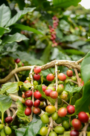Coffee beans ripen on the tree waiting to reap the productivity of people to lead the process of making coffee we drink it anyway.の写真素材