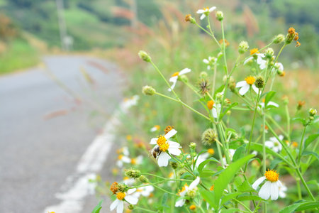 The natural beauty of the flowers along the way. Travel in the streets of Thailand. Are filled with beautiful flowers that many people fail to see the importance.の写真素材