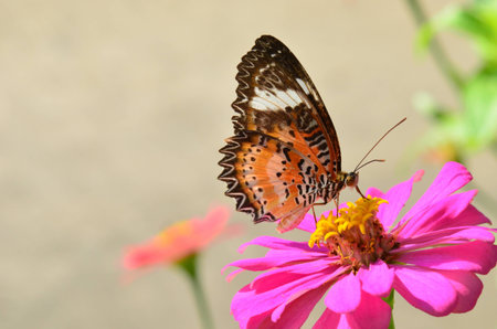 Orange Butterflyの写真素材