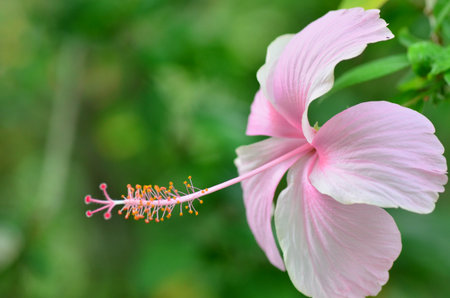 Chabaの写真素材