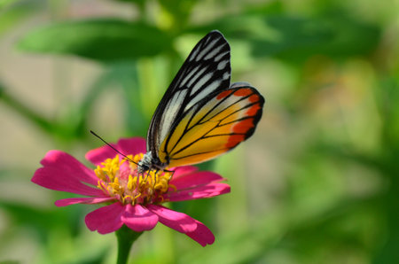 Butterfly on pink flowerの写真素材