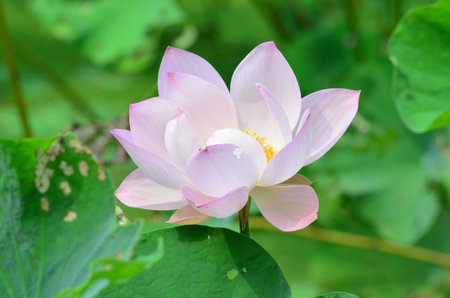 Pink Lotusの写真素材