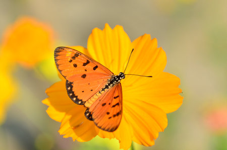 Butterfly on Yellow flowerの写真素材
