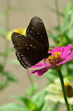 Black Butterflyの写真素材