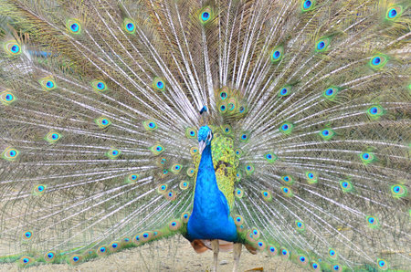 Peacockの写真素材