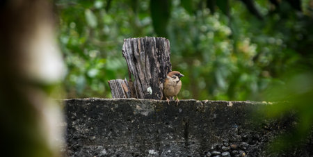 Little sparrowの写真素材