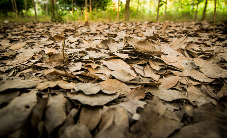 Dry leaves fallの写真素材
