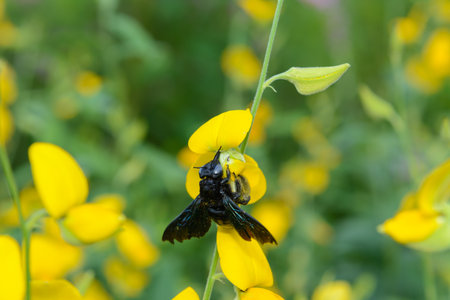 sunhemp flower (crotalaria juncea) with bumble beeの写真素材