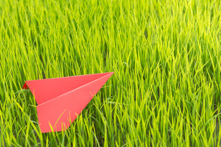 red paper airplane laying on top of young rice in farmlandの写真素材