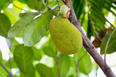 a Jack fruit on the tree