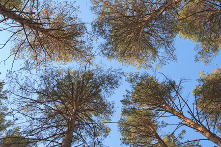 Crones of trees of a fur-tree pine forest in the summer against the blue sky