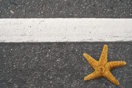 Starfish on the highwayの写真素材