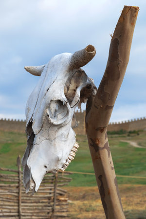 Animal skull on the square in the old fortressの写真素材