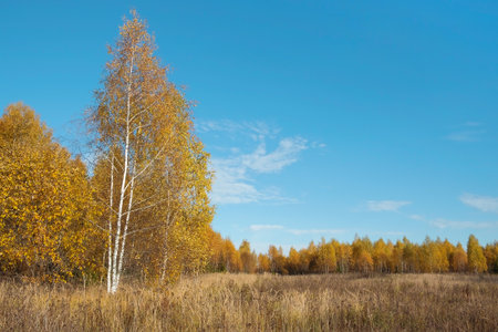 Landscape with forest and field in a natural park. Nature, backgroundの写真素材