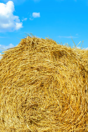 Collected hay against the sky. Agriculture, texture, backgroundの写真素材