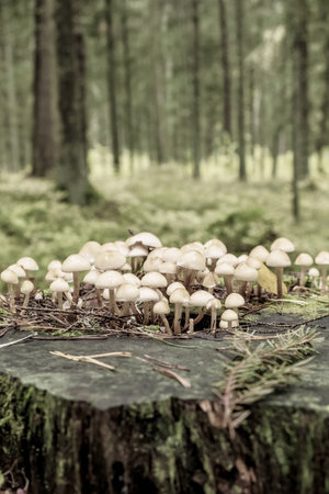 Large mushrooms growing on an old stump. Nature, background, textureの写真素材