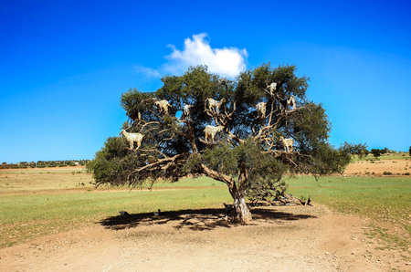 Goats In the Tree at Essouria Moroccoの写真素材
