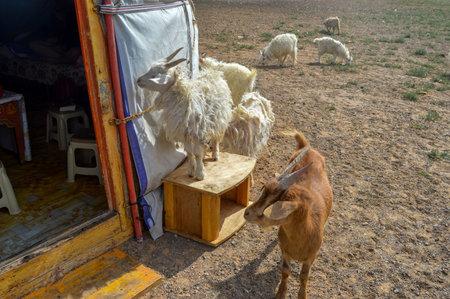 Curious Goats Checking Out Our Ger Quarters. Mongolian Nomads own camels, goats and horses.の写真素材