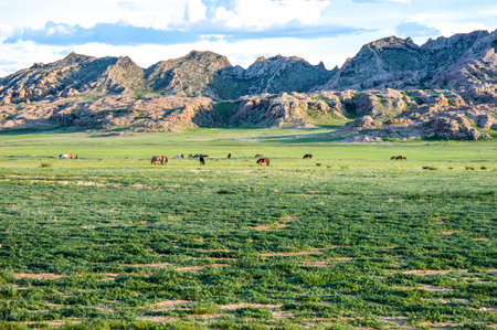 Horses In Early Morning On Steppes of Mongolia grazing in the Valleyの写真素材