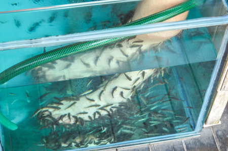 Fish In Tank That Clean Your Feet In Ubud, Bali, Indonesiaの写真素材