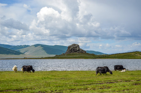 White Lake, Khorgo Volcano and Mongolian Yaks grazing peacefully around the lake.の写真素材