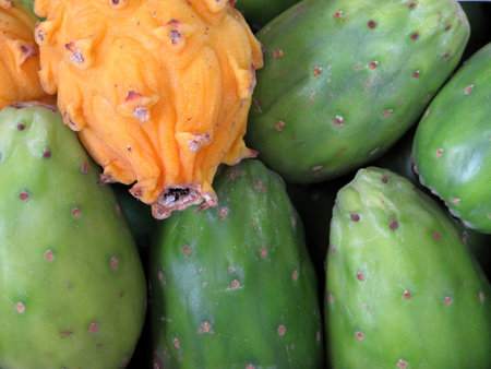 Green prickly pearの写真素材