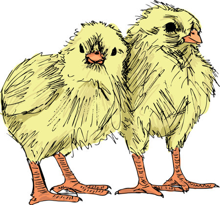 Hand draw sketch of Chickenのイラスト素材
