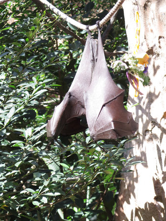 Bat Animal Hanging From a Tree