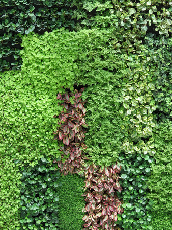 Colourful leaves wall background