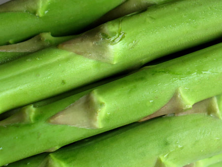 Fresh, green asparagus close-upの写真素材