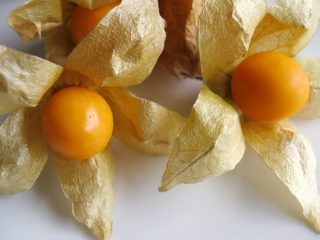 Aguaymanto, peruvian Juicy Cape Gooseberriesの写真素材